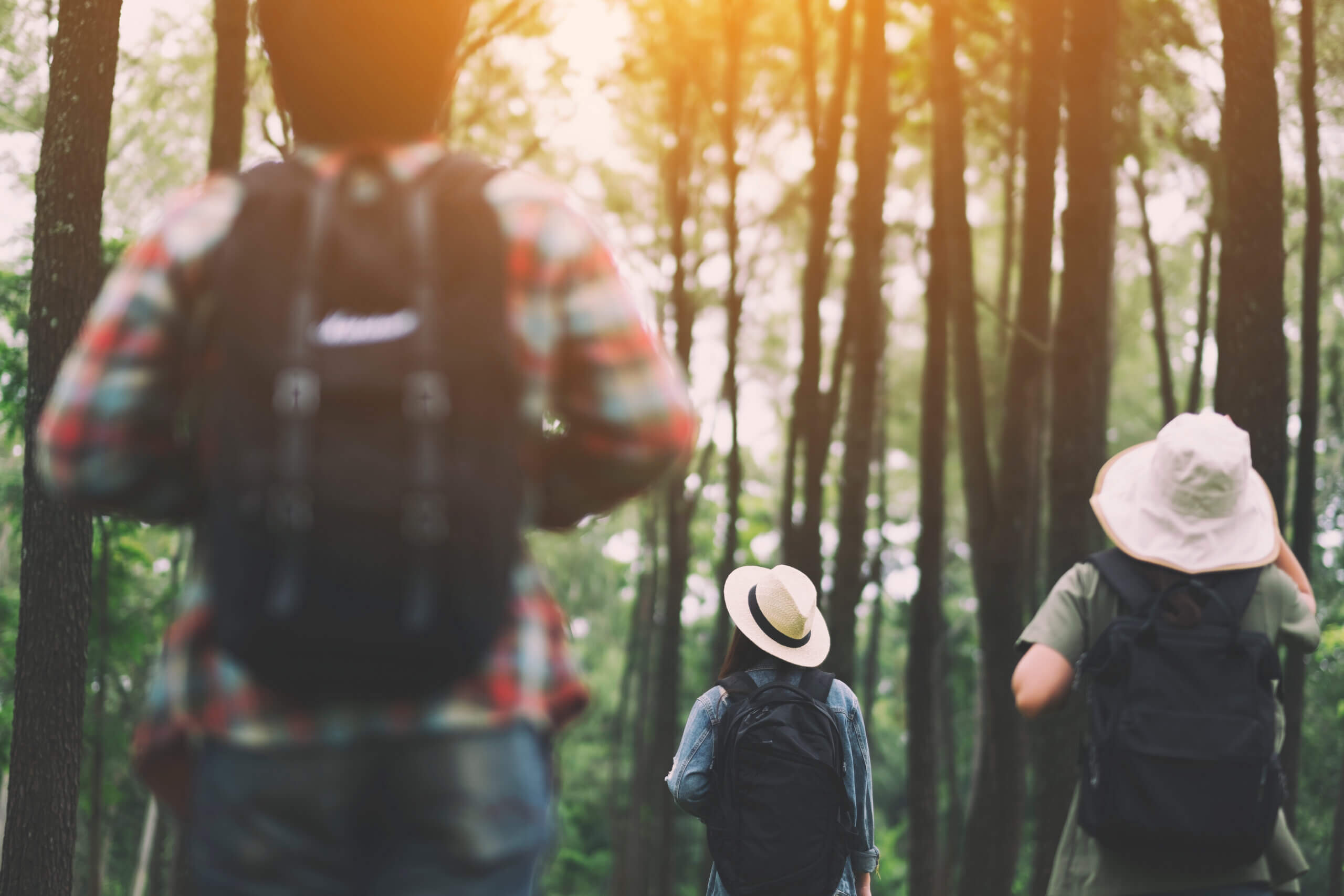 A group of travelers walking into a beautiful pine woods